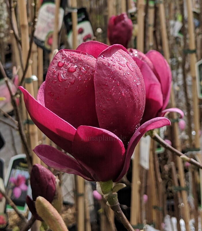 Magnolia 'Genie' -  160 cm - Stammbusch - extra kräftig - blühreif
