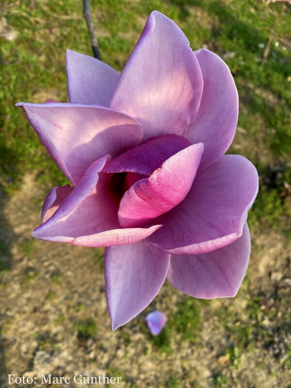 Magnolia 'Crown Jewels'  -  220/240cm - Leittrieb - freie Stammhöhe 130cm - blühreif - Einzelstück!