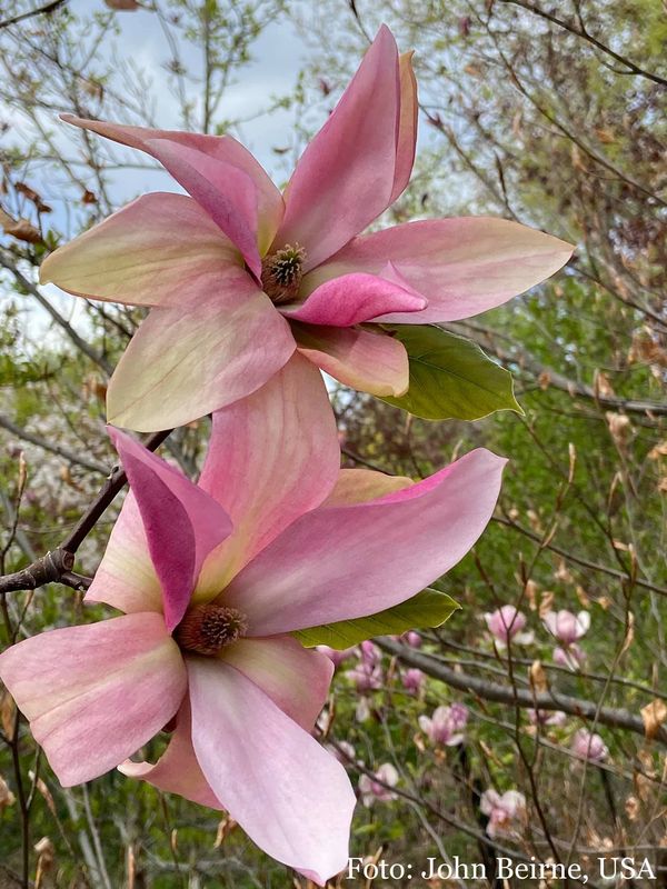 Magnolia 'Daybreak' - 160/180cm - Stammbusch - blühreif