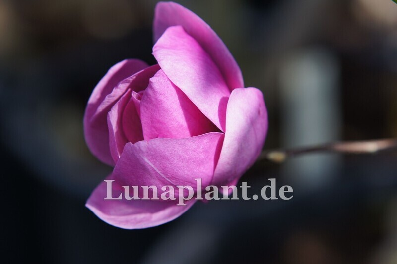 Magnolia 'Cleopatra' - 100/125cm - Veredlung - Leittrieb - blühreif