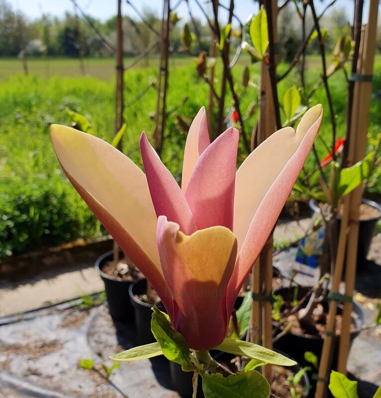 Magnolia 'First Love' - 240cm - Leittrieb - freier Stamm 120cm -blühreif - Einzelstück!