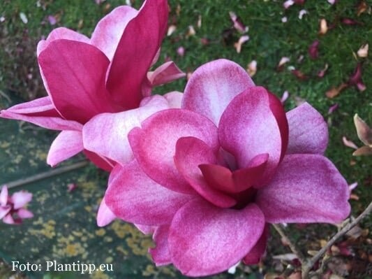 Magnolia 'Starburst' -120cm - Veredlung - Leittrieb - Einzelstück!