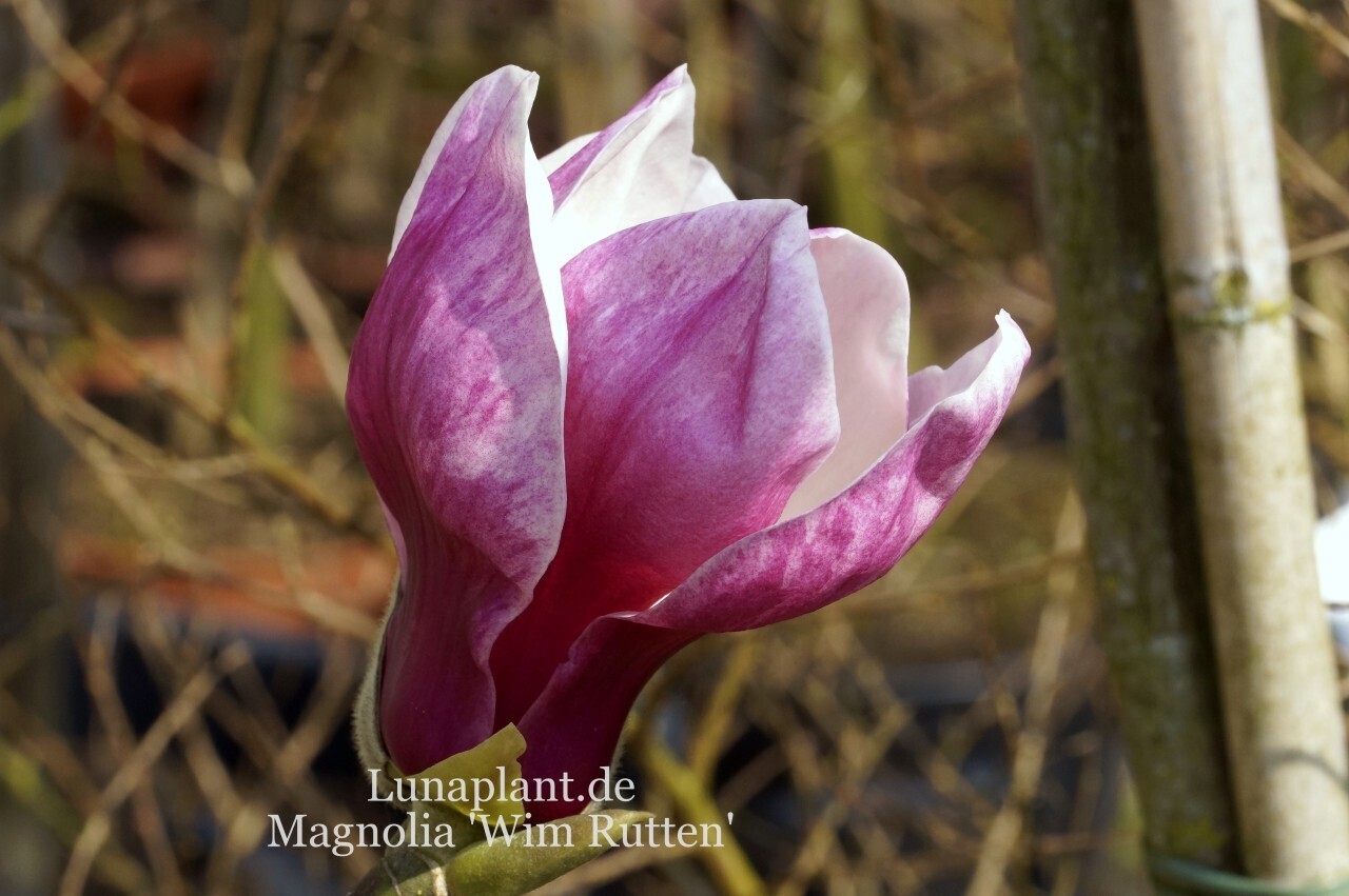 Magnolia 'Wim Rutten' - 180cm - Veredlung - Leittrieb - Einzelstück!