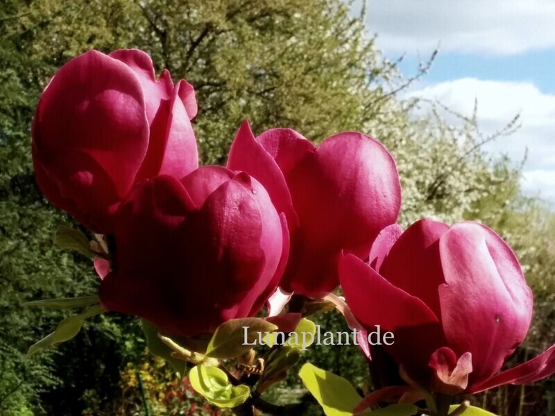 Magnolia 'Antje Zandee' - 260cm - Leittrieb - freie Stammhöhe 140cm - blühreif