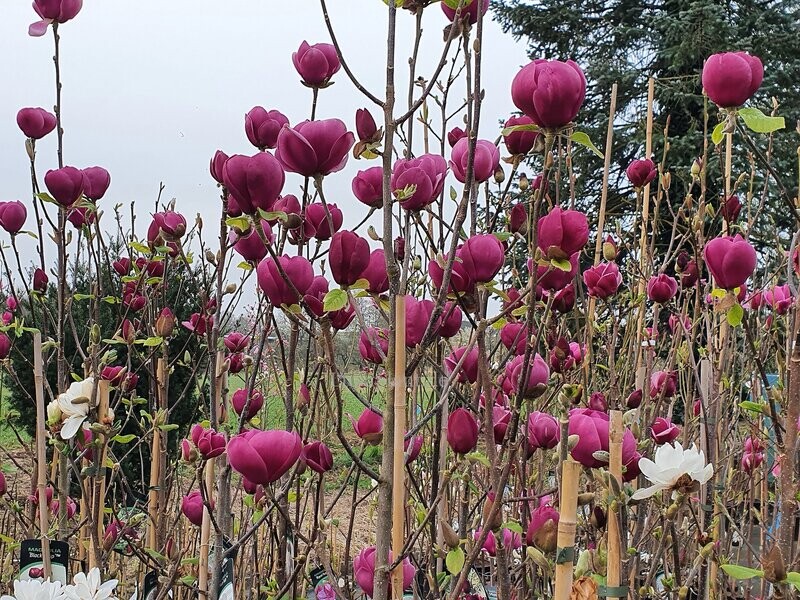 Magnolia 'Black Tulip' - 220/240cm - freier Stamm 120cm - blühreif