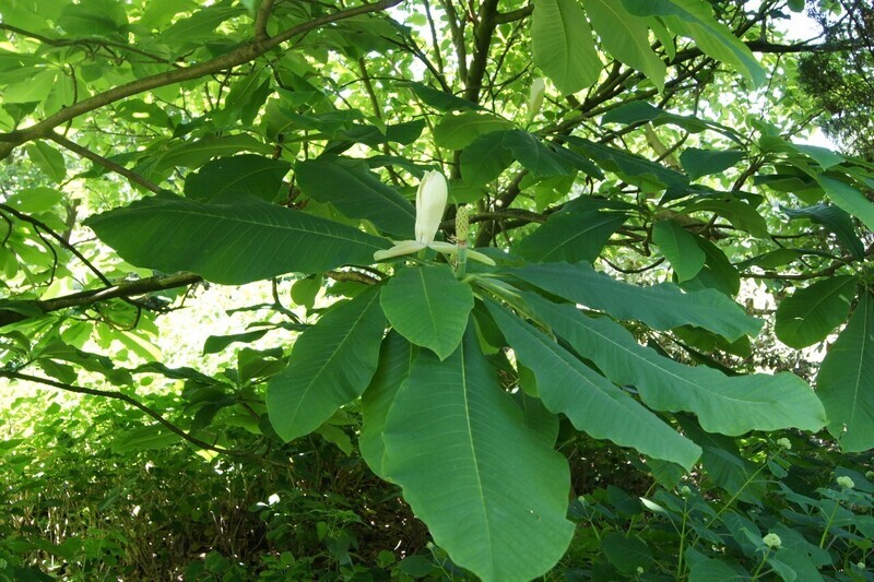Magnolia tripetala 'Bloomfield' - 130cm - Leittrieb - prima Verzweigung -Solitär - Einzelstück!