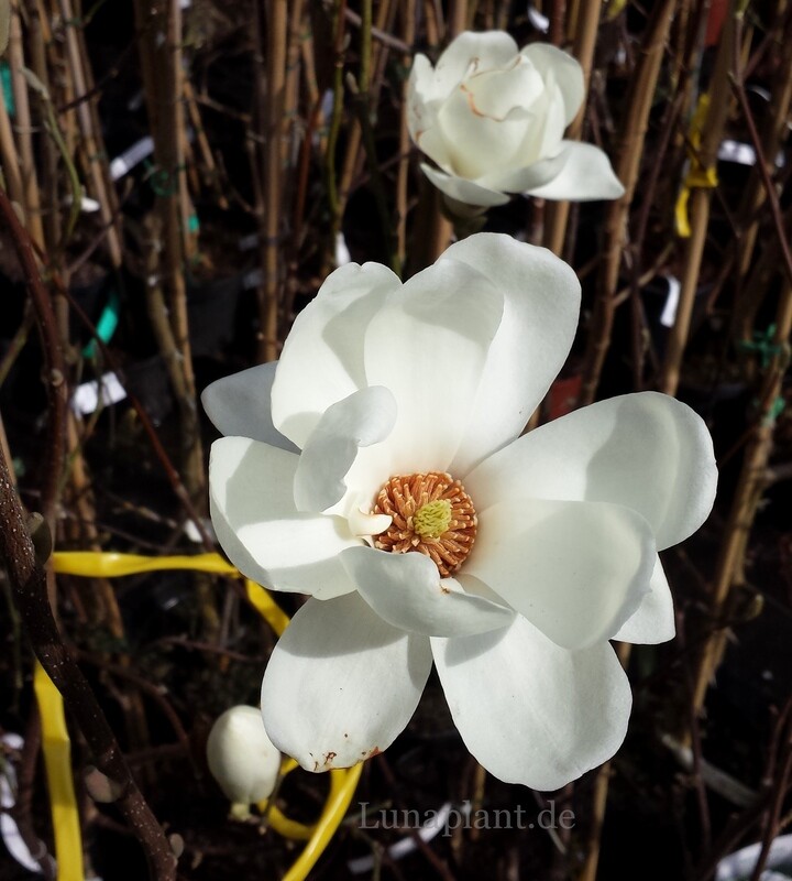 Magnolia denudata 'Jade Lamp' - 120/140cm - Leittrieb - blühreif