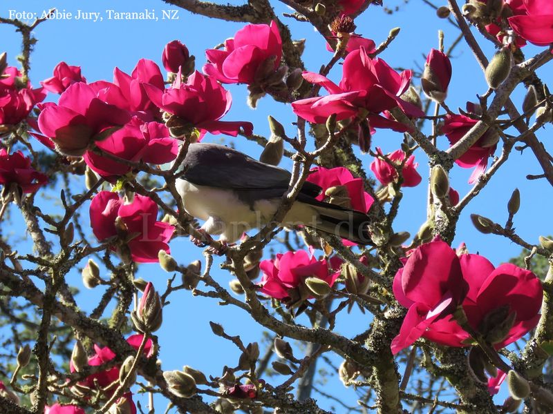 Magnolia 'Ruby Tuesday' - 80/100 cm - Veredlung -  Leittrieb - nur wenige Exemplare!