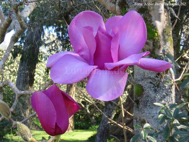 Magnolia ' Dawn Light' - 80/100 cm - Veredlung - Leittrieb
