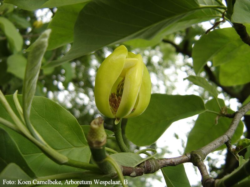 Magnolia acum. var. subcordata 'Pierce's Park'    140cm - Leittrieb - blühreif