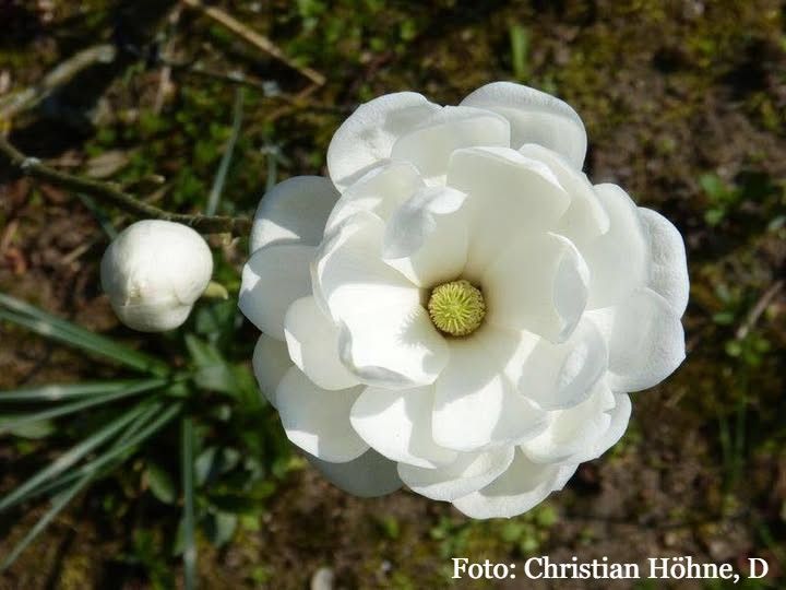 Magnolia Barbara' - 180cm - Leittrieb - blühreif