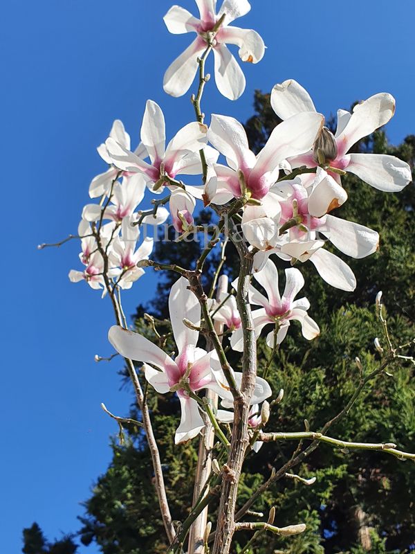 Magnolia biondii  (Wespelaar #96400) - 250cm - freier Stamm 130cm - blühreif - Einzelstück!