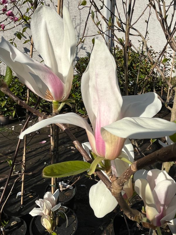 Magnolia 'Birgitta Aurora' - 150cm - ab 50cm 2-stämmig - blühreif