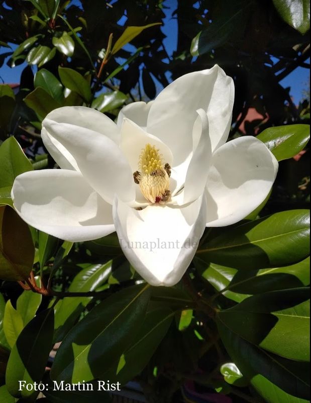 Magnolia grandiflora 'Edith Bogue'  - 130/150cm - Veredlung - Leittrieb
