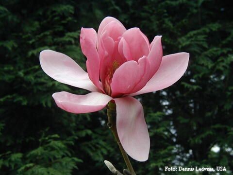 Magnolia 'Dark Diva' - 100/125cm - Veredlung - Leittrieb