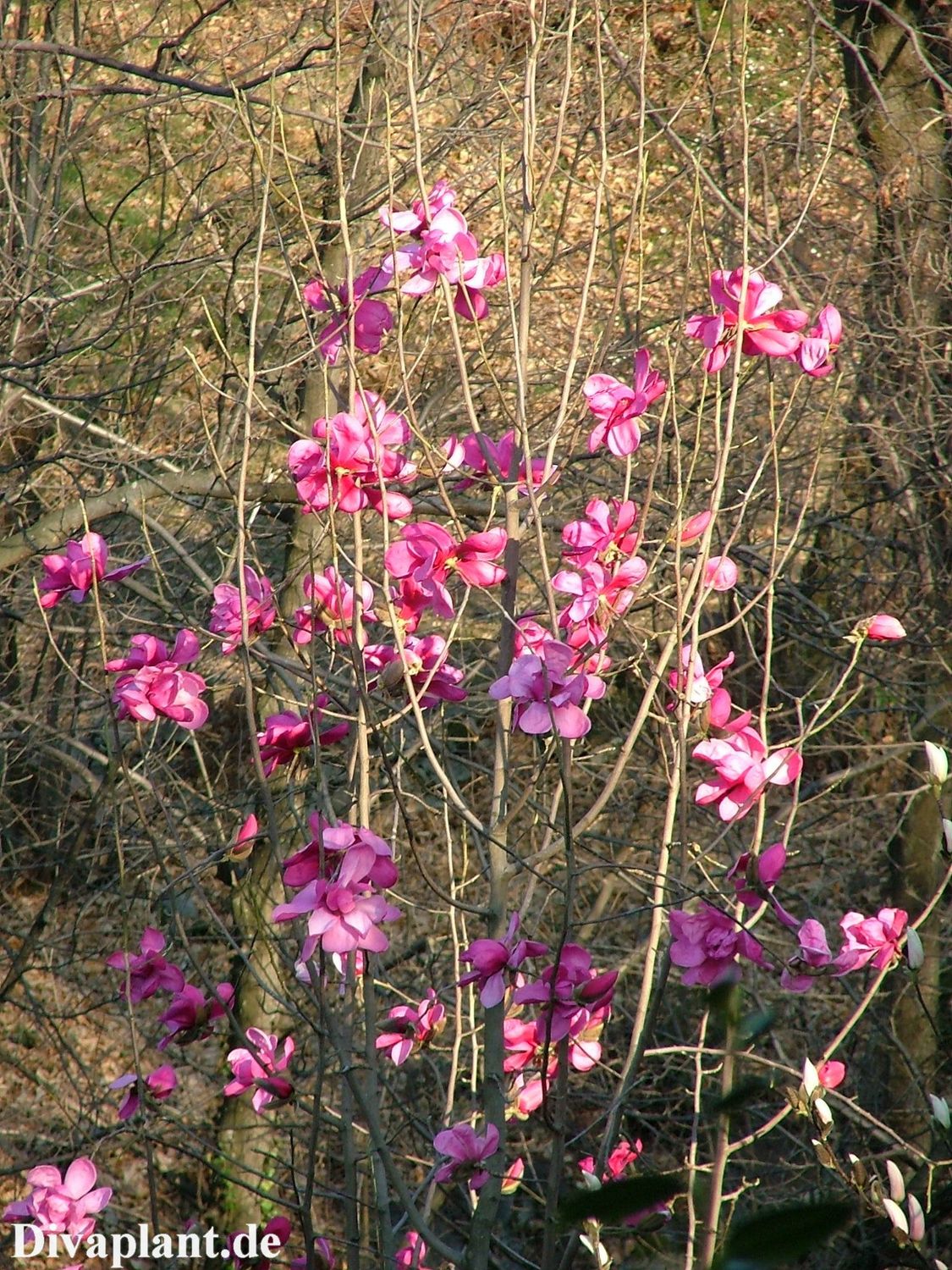 Magnolia 'Burncoose Purple' - 80/100cm - Leittrieb