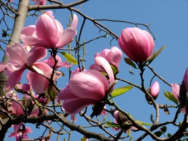 Magnolia sprengeri var. diva ‘Bucklands’ - C7,5 - 220cm - Leittrieb