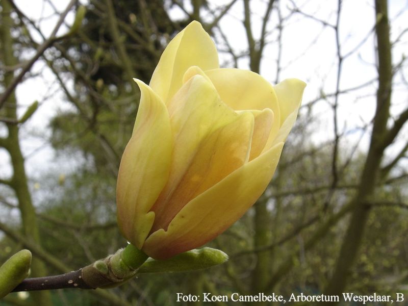Magnolia 'Butterbowl' - 180/200cm -freier Stamm 90cm - blühreif - Einzelstück!