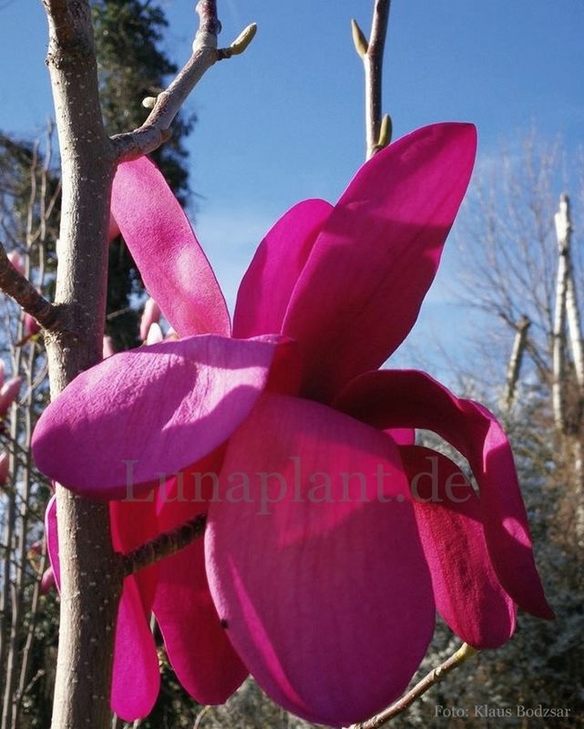 Magnolia 'Cleopatra x Eric Savill' - 150/175cm - Leittrieb - nur 2x!