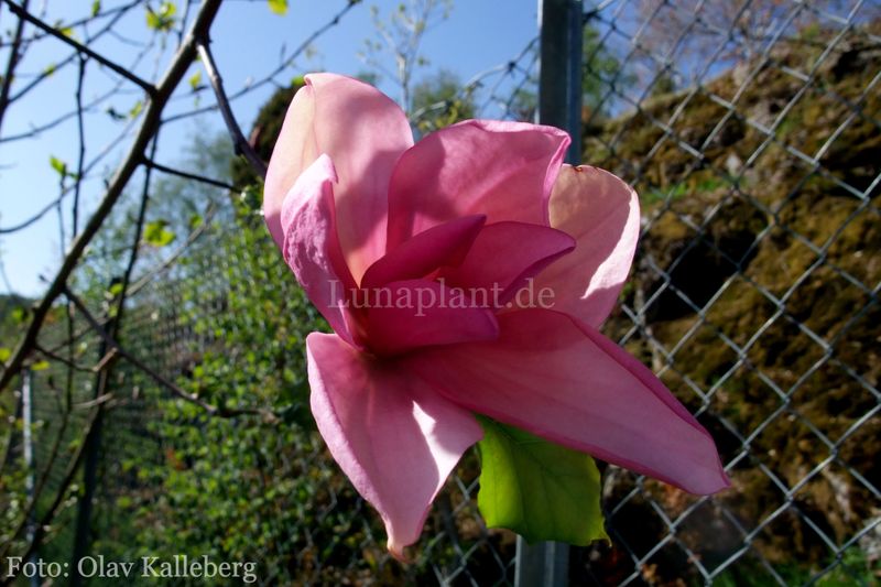 Magnolia 'Dennis Ledvina'  -  100/125cm - Leittrieb