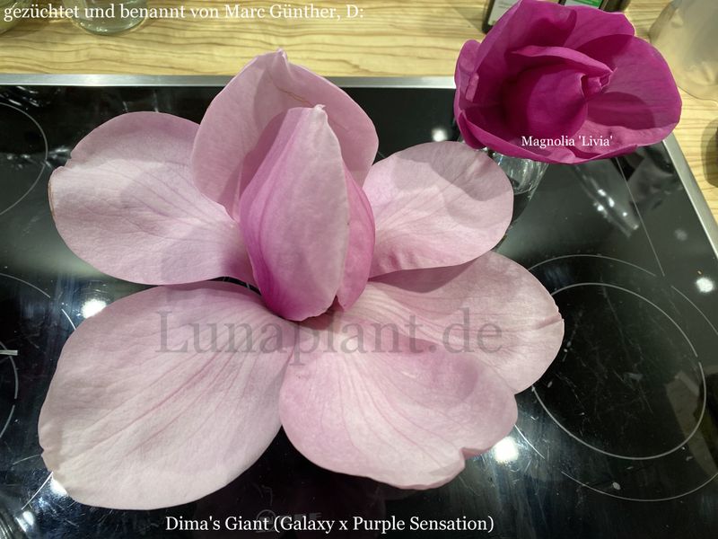 Magnolia ' Dima's Giant' -  140cm - Veredlung - Leittrieb