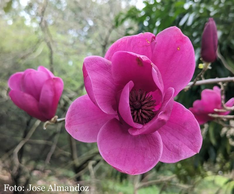 Magnolia 'Emiliana' -  200cm - Leittrieb - blühreif
