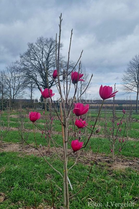 Magnolia ' Dima's Diamond' - 100cm - Veredlung - Leittrieb