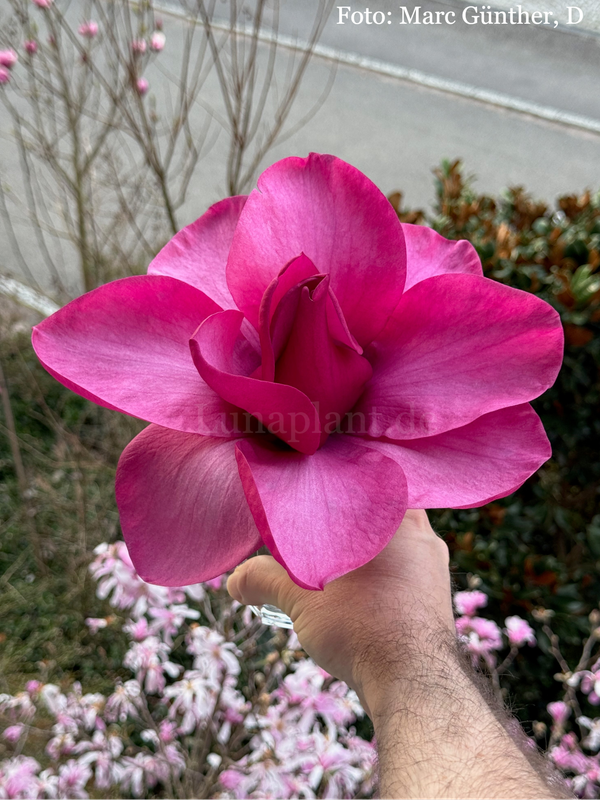 Magnolia ' Dima's Dream' -  160cm - Veredlung - Leittrieb