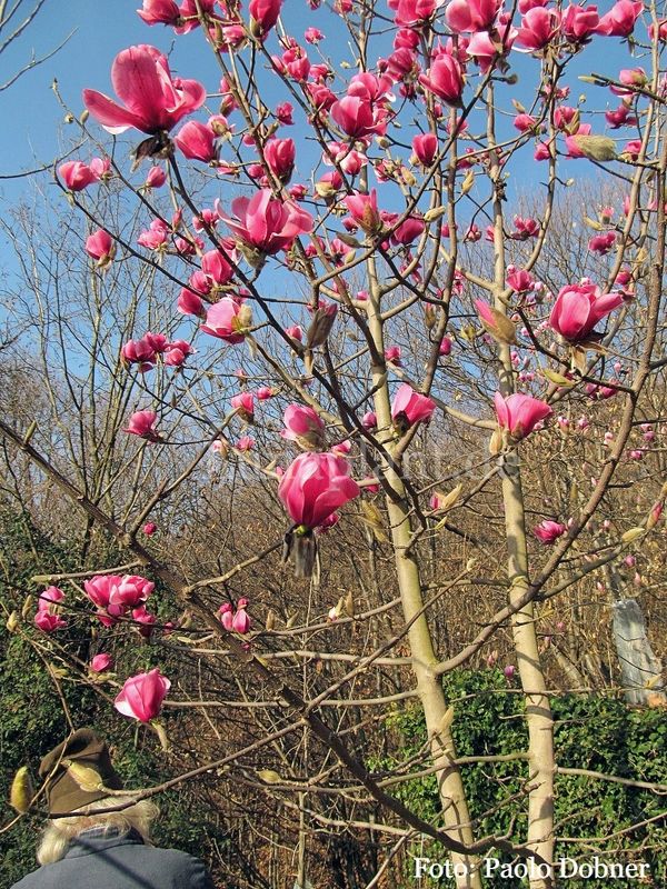 Magnolia 'Felix Jury x Cedullo'  -  150/175cm - Leittrieb - Einzelstück!