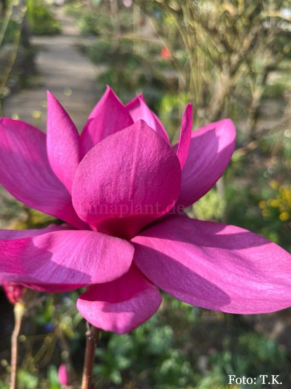 Magnolia ' Dima's Molli' - 80/100cm - Veredlung - Leittrieb