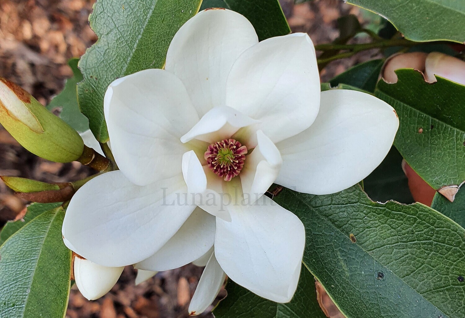 Magnolia 'Eternal Spring' - 60/80cm - Veredlung - Leittrieb