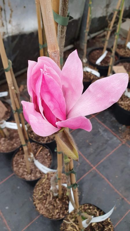 Magnolia sprengeri var. diva 'Dusty Pink' - 80cm - Leittrieb - Einzelstück!