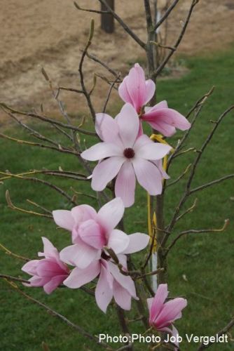 Magnolia 'Elegance'-  140cm - Stammbusch - blühreif