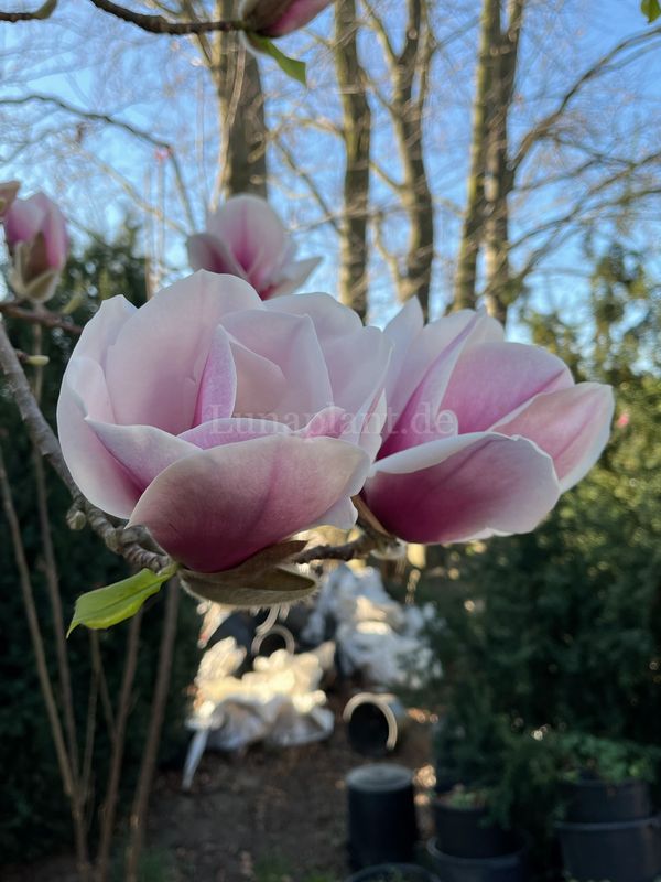 Magnolia 'Ellinor' 180cm - Leittrieb - blühreif - Einzelstück!