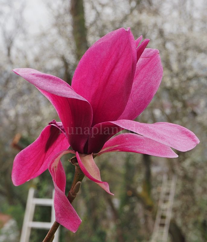 Magnolia 'Lily Nahmias' - 230cm - Leittrieb - blühreif - Einzelstück!