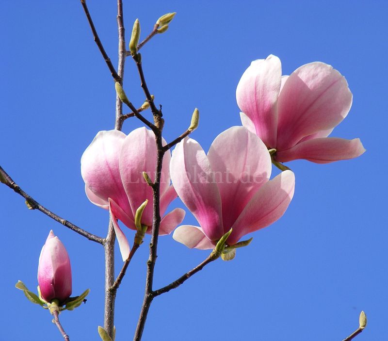 Magnolia 'Felicity' - 200cm - Leittrieb - blühreif - Einzelstück!