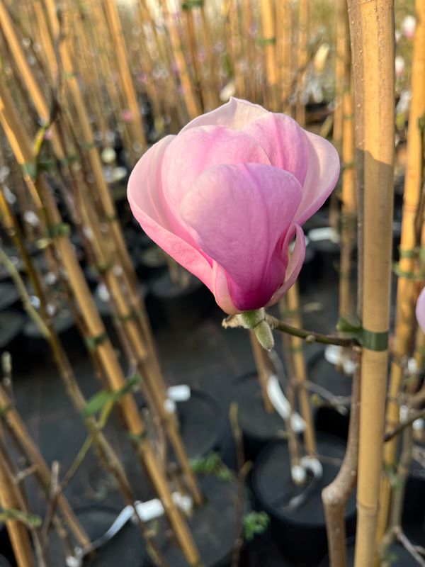 Magnolia 'Festirose' - 260cm - Leittrieb - blühreif - Einzelstück!