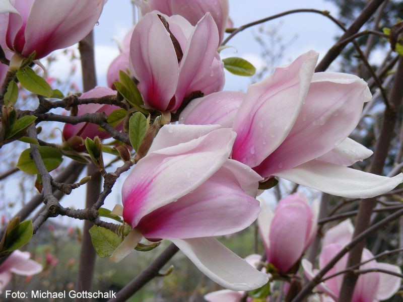 Magnolia 'Fireglow' - 180cm - Leittrieb - blühreif