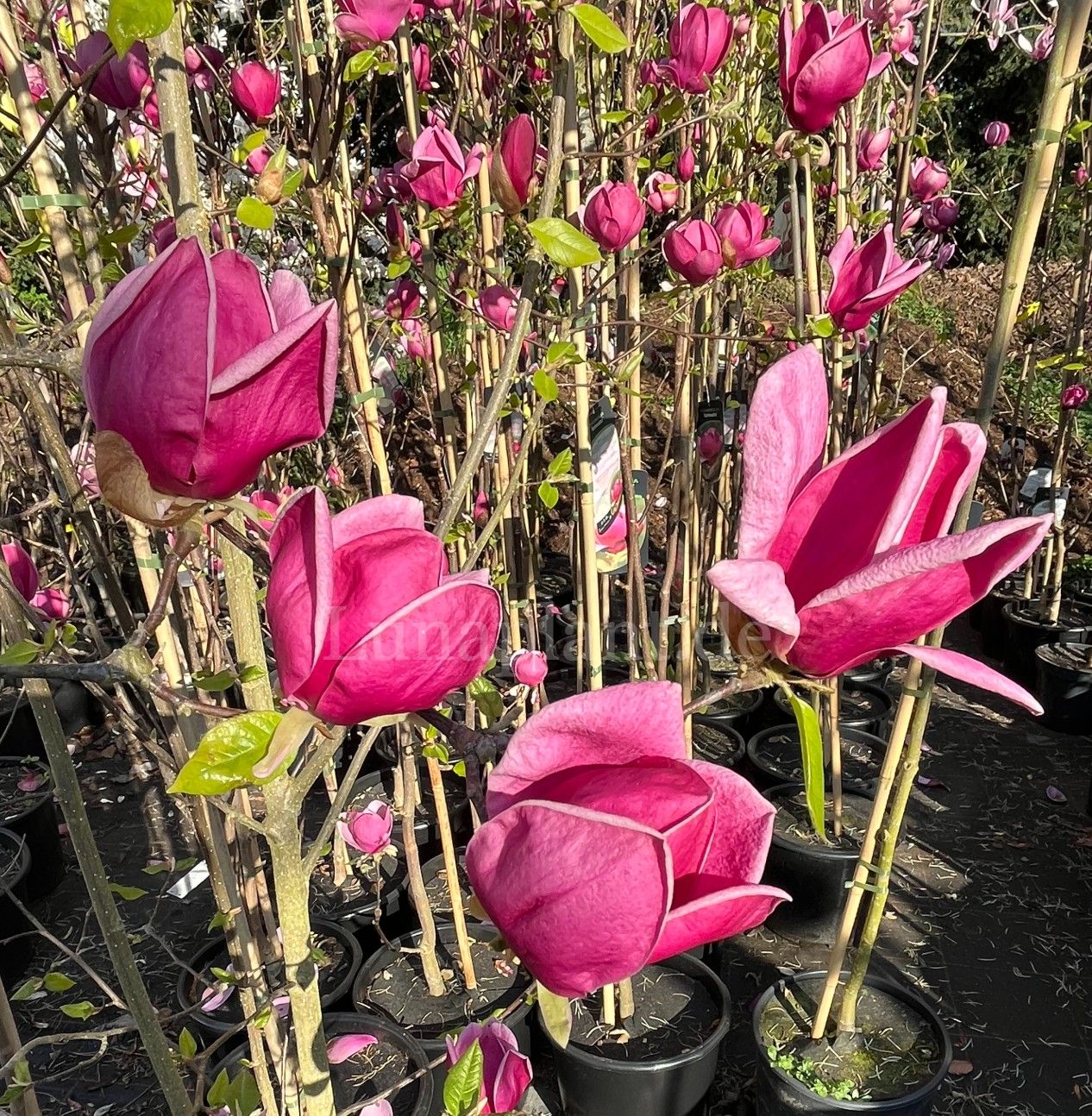 Magnolia 'Flic Flac' - 100/125cm - Veredlung - Leittrieb