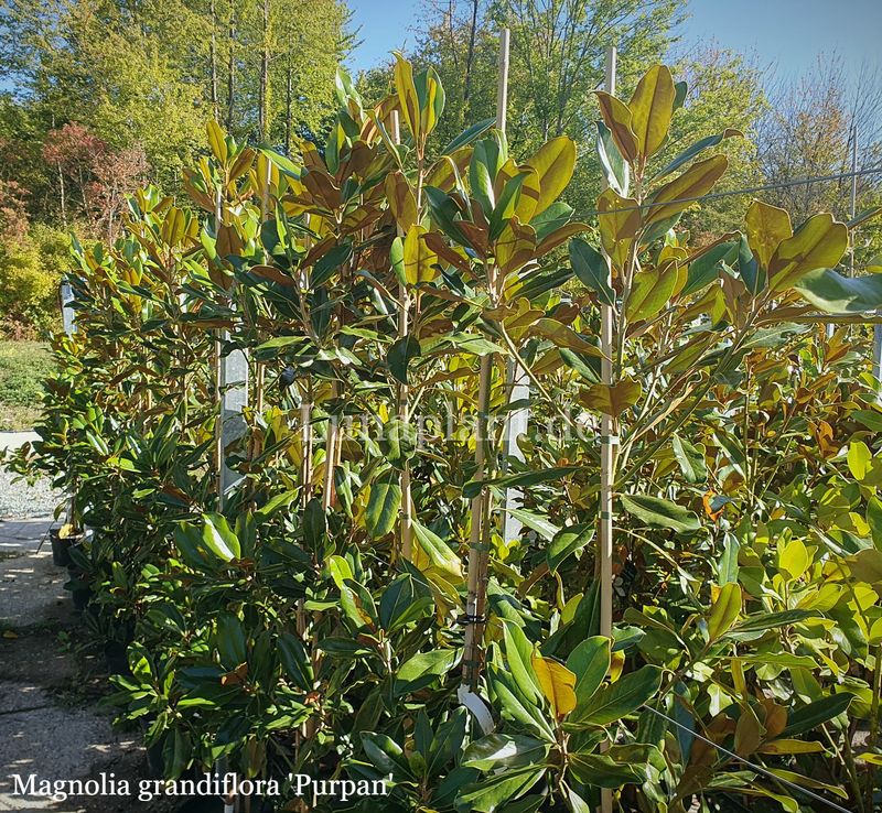 Magnolia grandiflora 'Purpan' - 160/180cm - Veredlung- Leittrieb - blühreif
