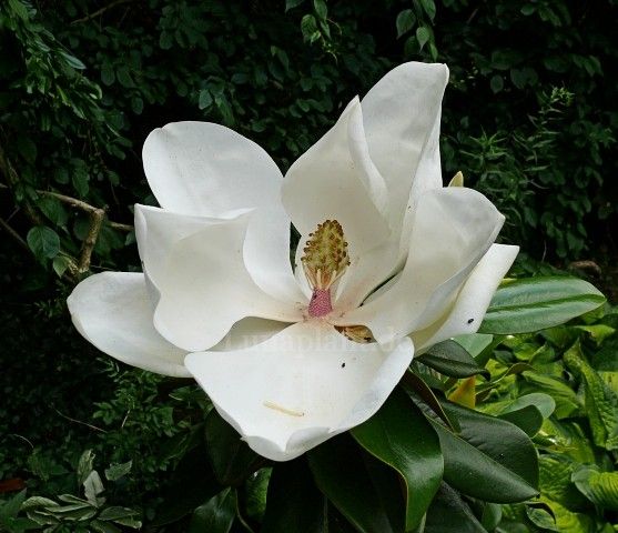 Magnolia grandiflora 'Praecox'  - 120cm - Stammbusch - wurzelecht - blühreif