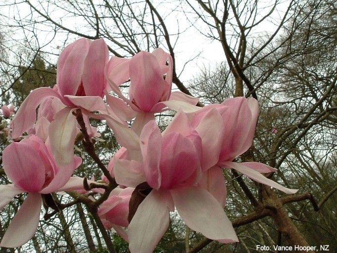 Magnolia 'Zeal' - 250cm - Leittrieb - blühreif - Einzelstück!