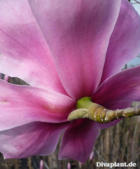 Magnolia dawsoniana 'Valley Splendour'   140/160cm - Leittrieb