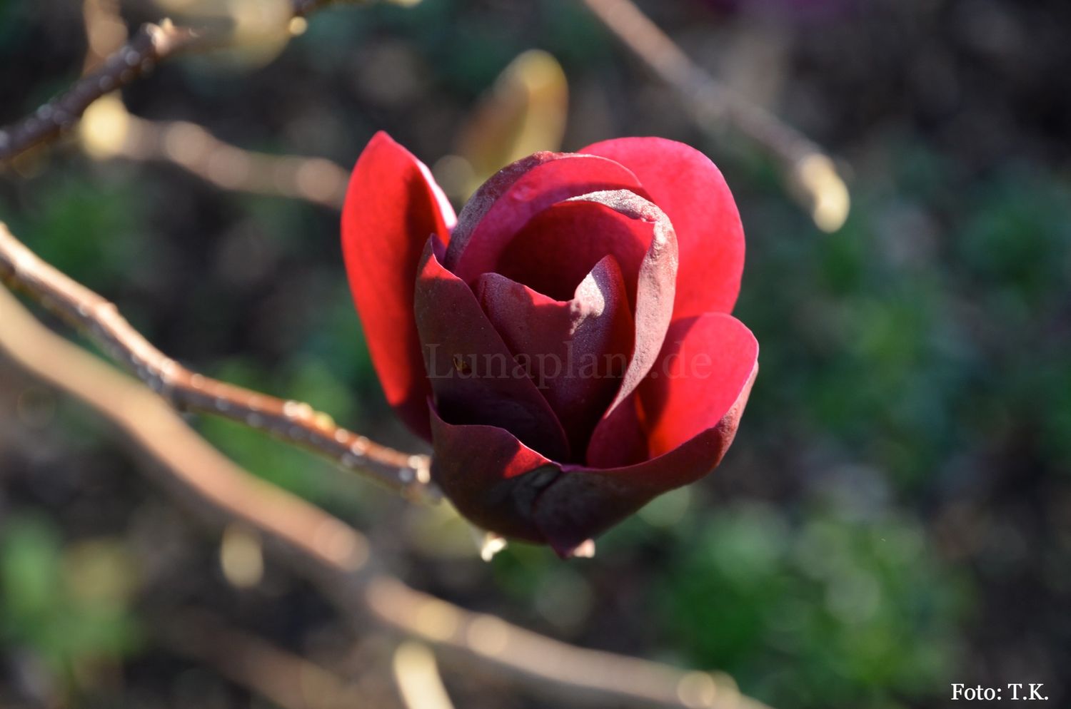 Magnolia 'Tinkerbelle' -  100cm - Veredlung - Leittrieb