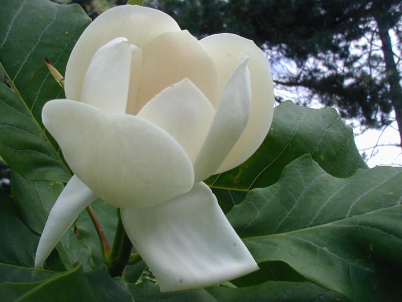Magnolia 'Sweet Love' - 140cm - Veredlung - Leittrieb - Einzelstück