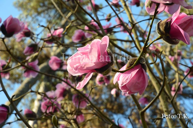Magnolia 'Susanna van Veen'  - 120/140cm - Leittrieb