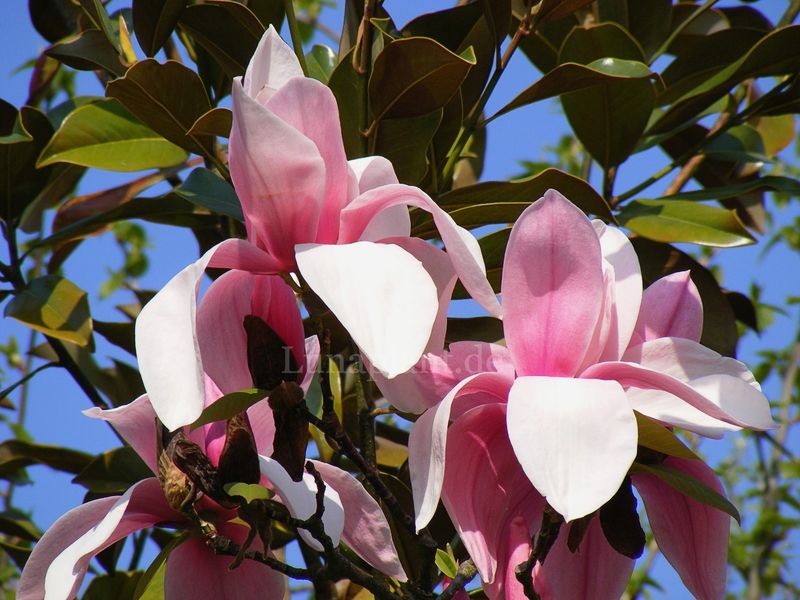 Magnolia 'Star Wars'  - 120/140cm - Veredlung - Leittrieb