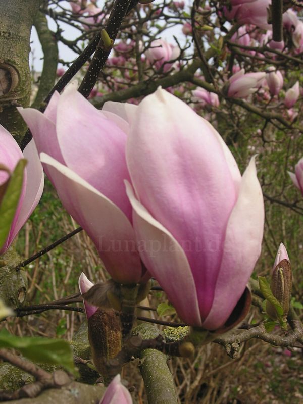 Magnolia 'Rose Superb' - 100/125cm - Leittrieb, blühreif