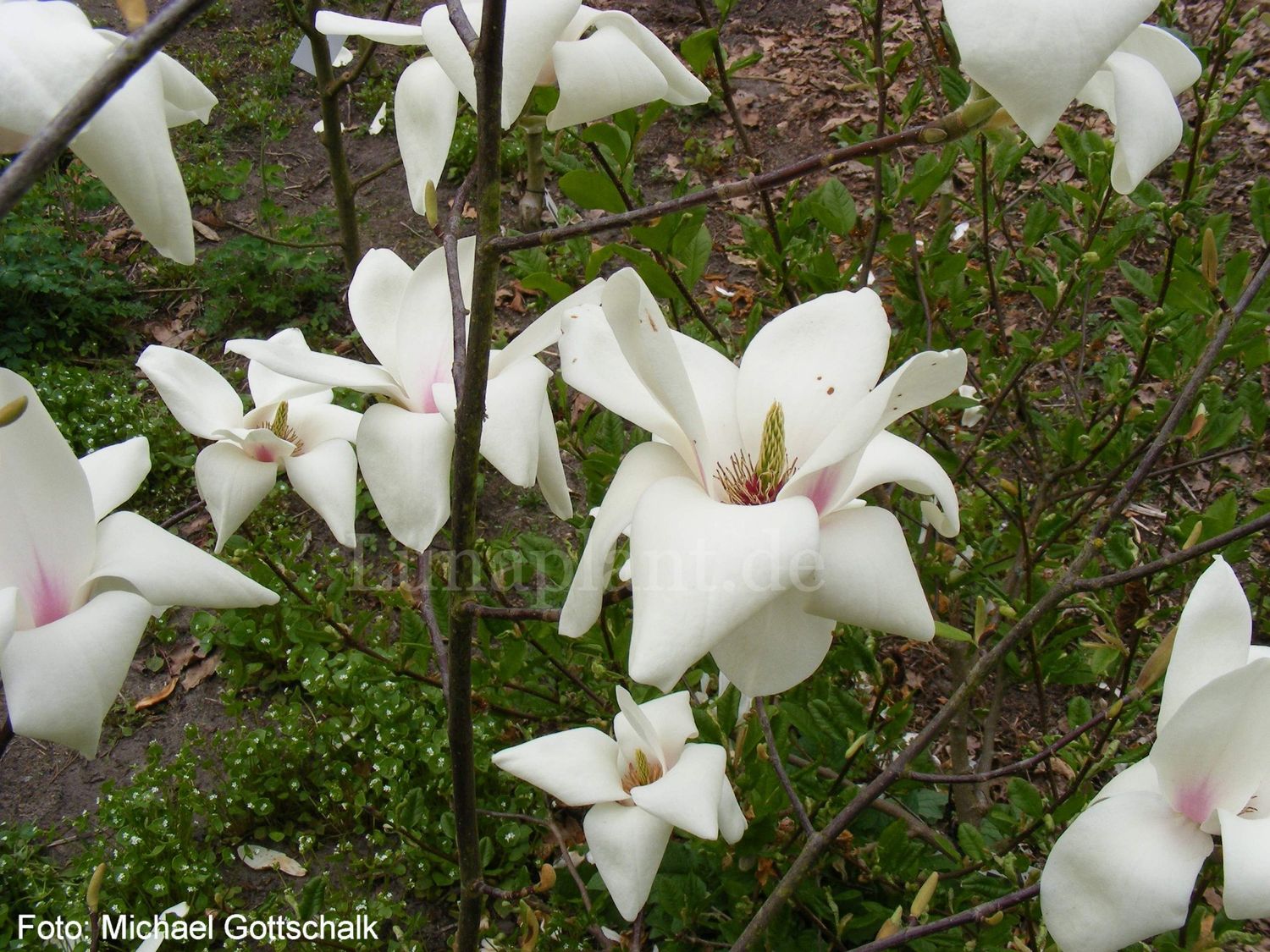 Magnolia 'Spring Rite'  - 200cm - Veredlung - Leittrieb - blühreif - Einzelstück!