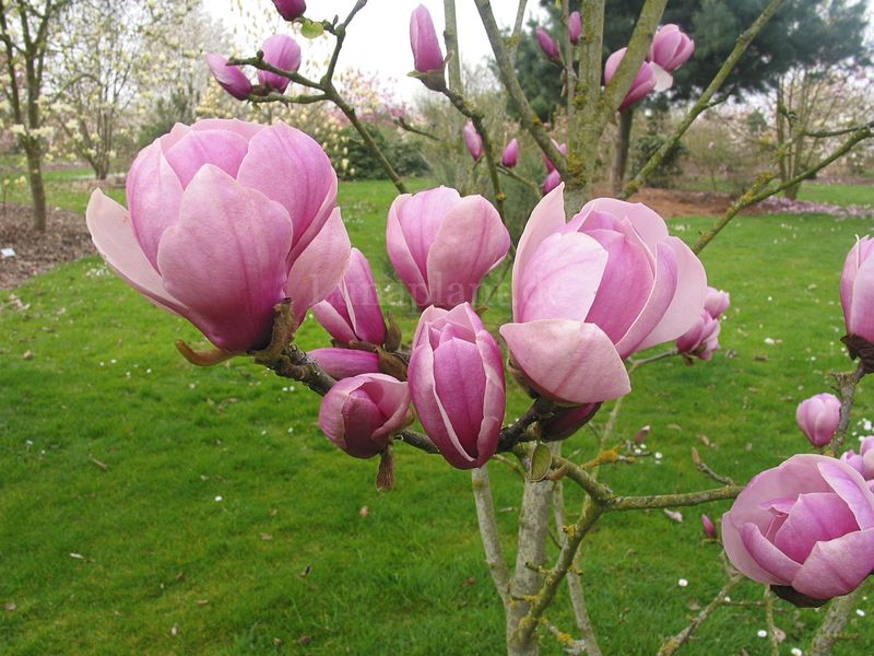 Magnolia 'Sangreal' - 200/225cm - freier Stamm 100cm - Leittrieb - blühreif